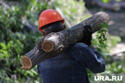 В Кургане уберут деревья, мешающие обзору на дороге