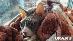В рейтинг вошли сфинксы, бенгальские котята, а также кошки ориентальной породы 