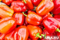 Перцы - одни из самых популярных овощей среди садоводов