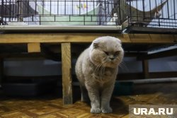Некоторым животным понадобилась помощь ветеринара