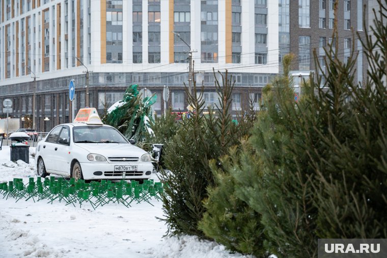 На еловых ярмарках жители и гости Тобольска могут купить ели и пихты на Новый год