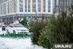 На еловых ярмарках жители и гости Тобольска могут купить ели и пихты на Новый год