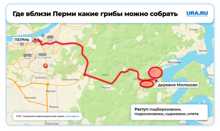 Лесоучасток и Молоково - то что нужно для грибников