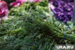 Пряную зелень не стоит есть в период обострений заболеваний пищевода