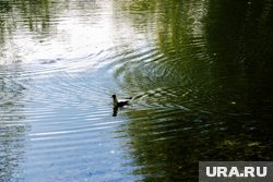Предварительно, подросток вместе с друзьями хотел переплыть водоем
