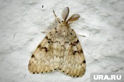 На улицах Кургана летает много бабочек непарного шелкопряда