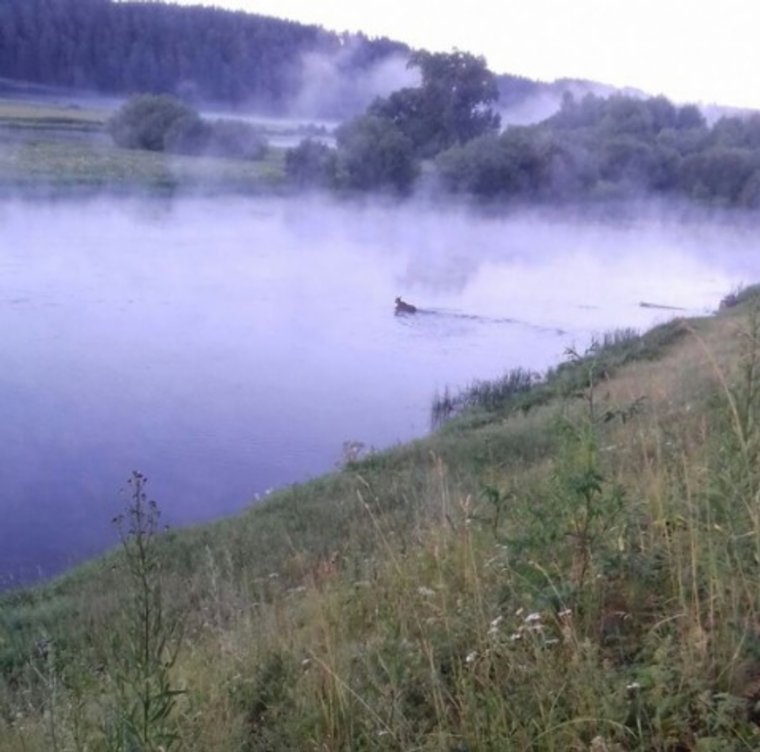 Животное покинуло территорию тем же путем, что и пришло