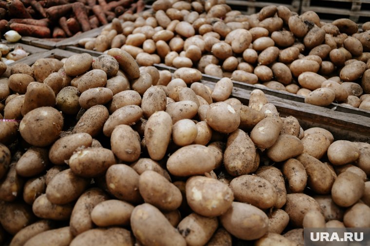 В июля 2025 года цены на картофель и овощи могут снизиться благодаря увеличению посевов