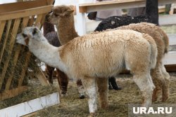 С животными можно будет обниматься и кормить 