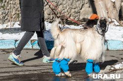 На празднике для Собак в Нижневартовске пройдет модный показ и соревнования