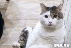 В Кургане обычного домашнего кота продают по цене квартиры