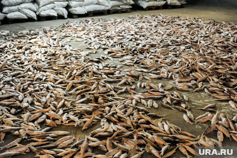 При снижении объемов выпуска из-за климата рыбоводы рассчитывают на поддержку властей