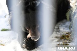 Следы хищника обнаружены вблизи вертолетной площадки