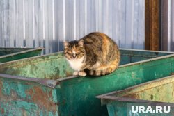 Из-за коммунальщиков в закон «О тишине» могут внести изменения