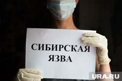 Риски эпидемического распространения сибирской язвы по России отсутствуют