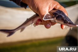 В акваторию Камского водохранилища выпущено почти девять тысяч мальков стерляди (архивное фото)