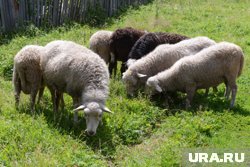 Бараны перекрыли одну из полос движения