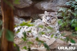 Барсята из Пермского зоопарка встретят свой первый Новый год