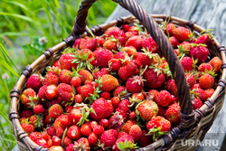 По словам участников встречи, за весь прошлый год на территории всего «Нумто» собрано лишь около 90 кг ягод