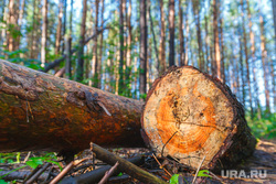 Рабочая поездка по городу. Екатеринбург, дрова, бревна, лес рубят, вырубка леса