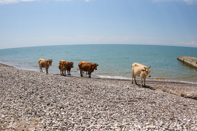 Коровы в Абхазии повсюду, и это меньшая из бед