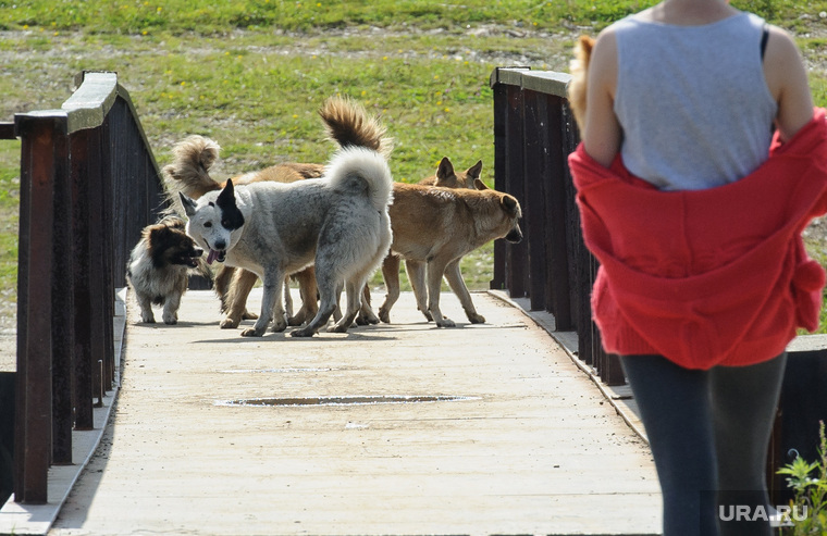 Виды Верхней Салды, собака, пешеходный мост, стая собак, бродячие животные