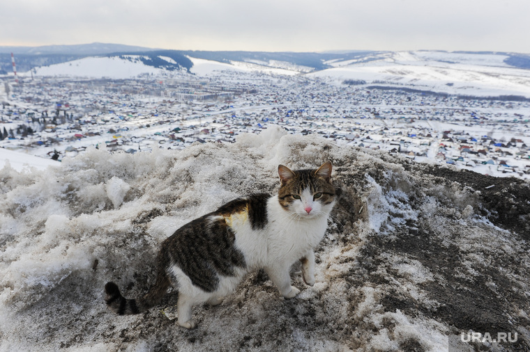 Подрыв льда в Аше перед половодьем. Обработано. Челябинск, кошка, горы, кот, панорама, сим