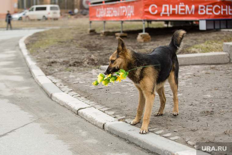 Первомайская демонстрация на проспекте Ленина. Сургут, букет, 1мая, демонстрация, с днем весны, собака с цветами