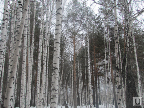 Белки в лесу, лес, деревья