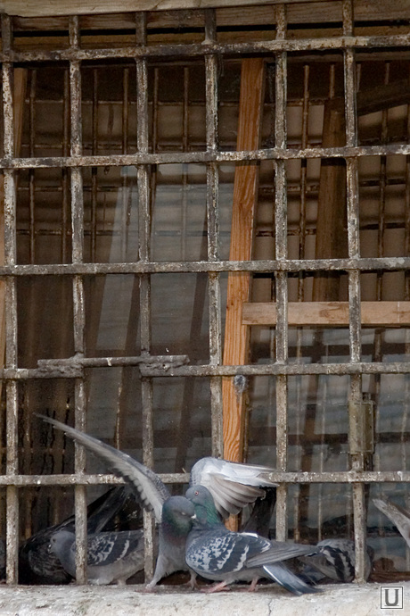СИЗО-1«день открытых дверей» для СМИ и пресс-конференция начальника УФСИН Курган 31.10.2013г, сизо, тюрьма, решетка на окне, голуби
