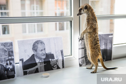 Лица URA.Ru, кокорин алексей, сурикат