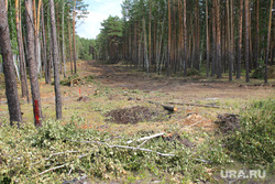 Вырубка леса  КГСХА Курганская область, вырубка леса, просека