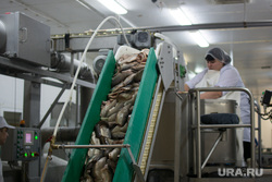 Переработчики рыбы поддерживают инициативу добывающих предприятий: спрос на такую продукцию только растет
