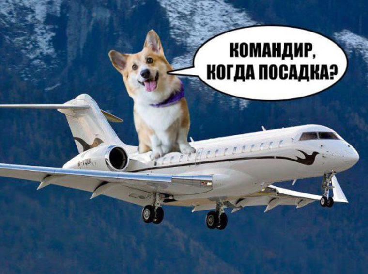 Катать любимую собаку в бизнес-джете в России может позволить себе любой. Вице-премьер