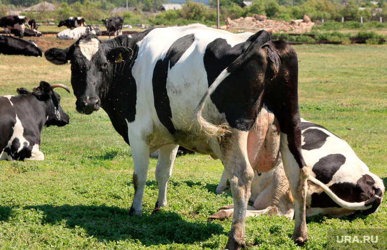 Коровы  Курганская область, коровы