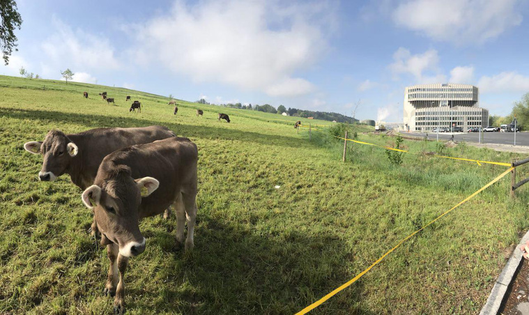 Швейцарские коровы не боятся гулять у мусоросжигательных заводов