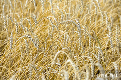 Дубровский и пшеница Челябинск, поле, пшеница, урожай, нива, колосья