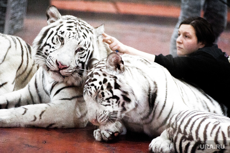 Репетиция аттракциона «Белые тигры» под руководством Алисы Нестеровой и Алексея Поручаева в рамках новой программы «Шоу слонов!» Екатеринбург
