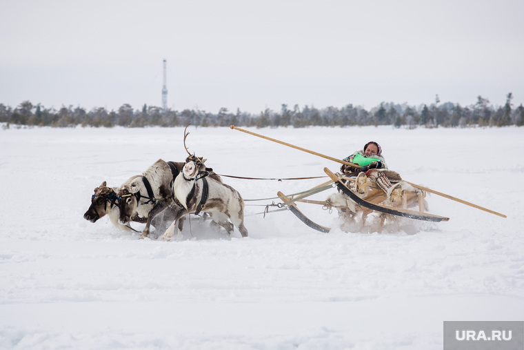 Национальный праздник «Слёт оленеводов, рыбаков и охотников» в деревне Русскинская, Сургутского района.