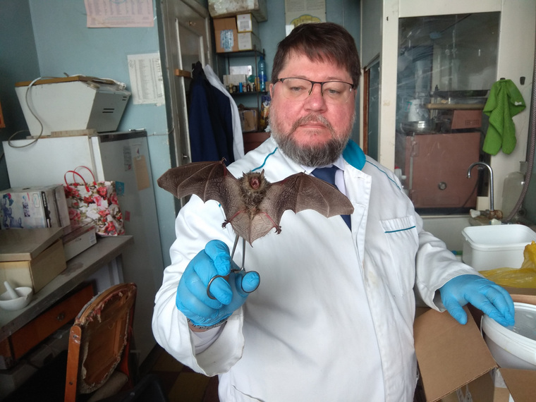 Михаил Щелканов надеется, что Россия повернется лицом к проблеме вирусов у летучих мышей