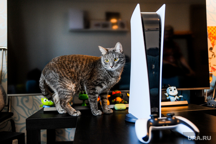 Игровая приставка SONY PS5. Челябинск, кошка, кот, sony playstation, сони плейстэйшн, игровая приставка, домашнее животное, консоль, ps5