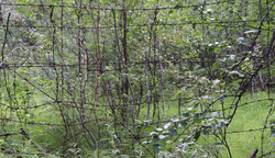 В лагере« Кинжальный мыс» сохранилось несколько стоячих заграждений с колючей проволокой. Раньше это было заграждение высотой около 2,5 метров