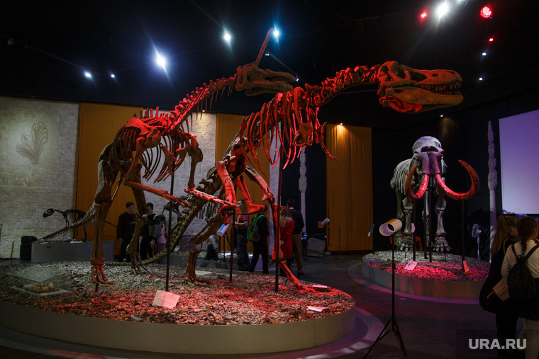 Ночь музеев в Перми: динозавры, крабы-пауки и восточные амулеты