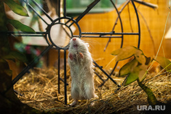 Instagram. Новая экспозиция мелких зверей с разных частей света в Екатеринбургском зоопарке