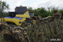 Уборка урожая подсолнечника на освобожденных территориях. Украина