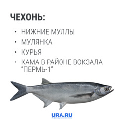 Массовый вылов чехони начинается когда уровень воды в реках немного повышается