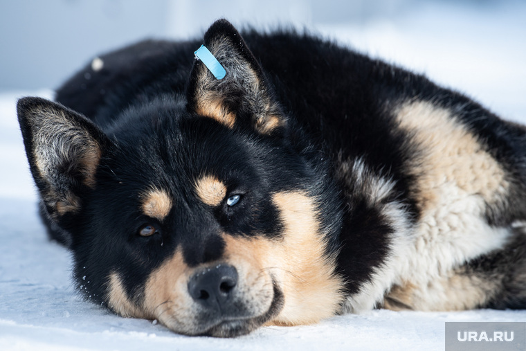 Клипарт. Салехард, зима, бродячая собака, бездомная собака, мороз, холод, бирка в ухе