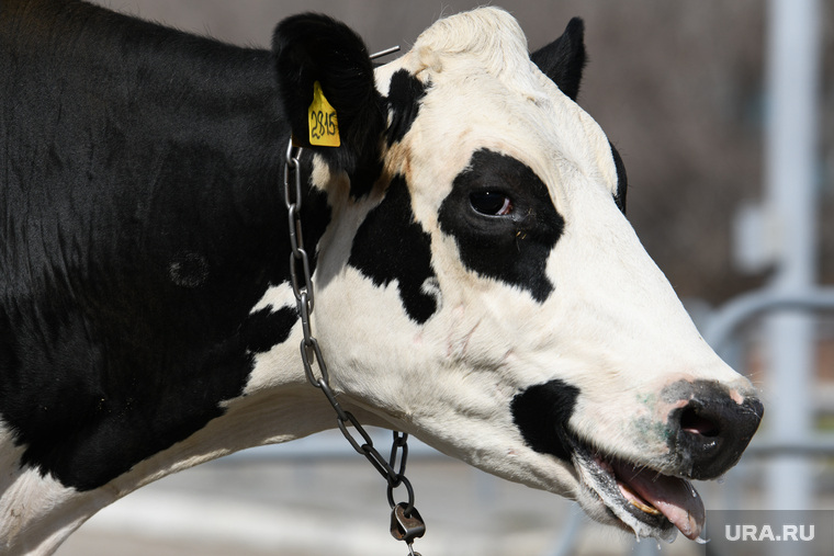 Перегон коров с молочной фермы ЗАО Глинки на возвышенность в связи с паводком, мкр Глинки. Курган, эвакуация, коровы, стадо, животные, домашние животные, крупный рогатый скот