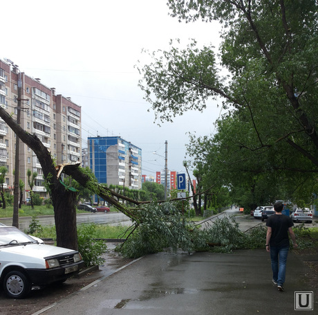 Ураган и ливень в Челябинске, 06.06.2014, ураган, дерево