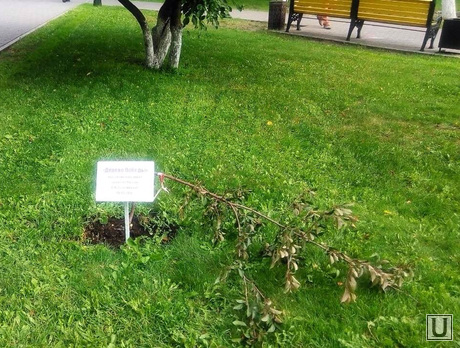 Тюмень. Сломано дерево Победы 